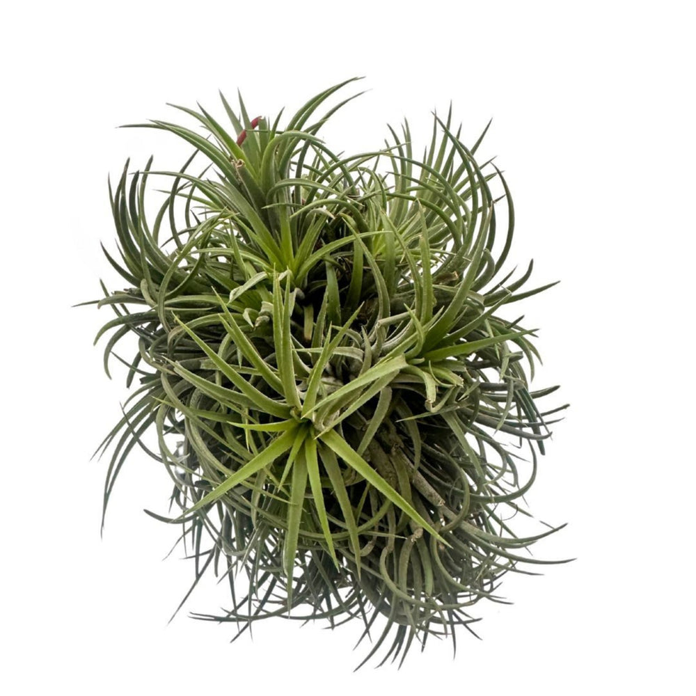 Tillandsia Ionantha Verde XXL con foglie carnose e compatte

