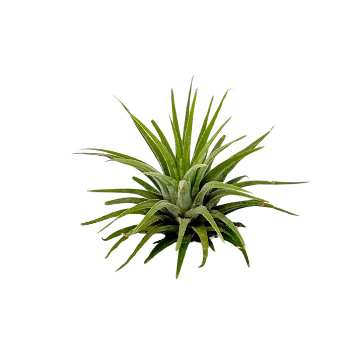 Dettaglio della pianta aerea tillandsia senza contenitore