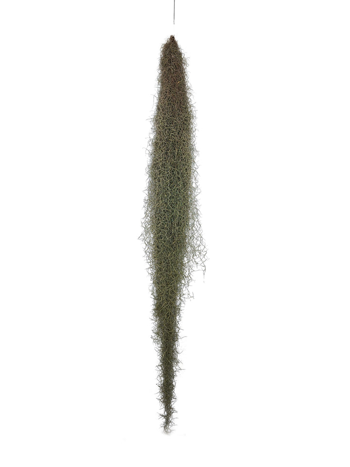 L'immagine mostra una pianta di Tillandsia usneoides, con lunghi filamenti pendenti che formano una struttura sottile e allungata, simile a una cascata vegetale.