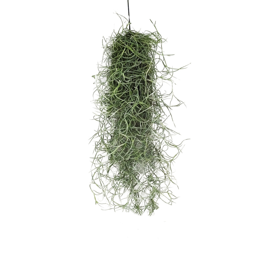 L'immagine mostra una Tillandsia usneoides, con filamenti verdi e ricurvi che creano un aspetto voluminoso e ricadente, sospesa da un filo nero.