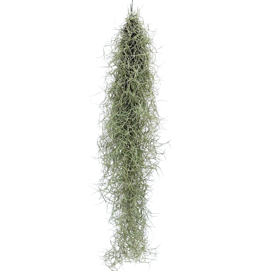 Tillandsia Usneoides sospesa, effetto cascata naturale

