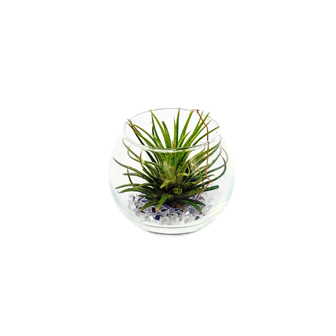Tillandsia mix in vetro su base di ghiaia semi-trasparente, vista frontale