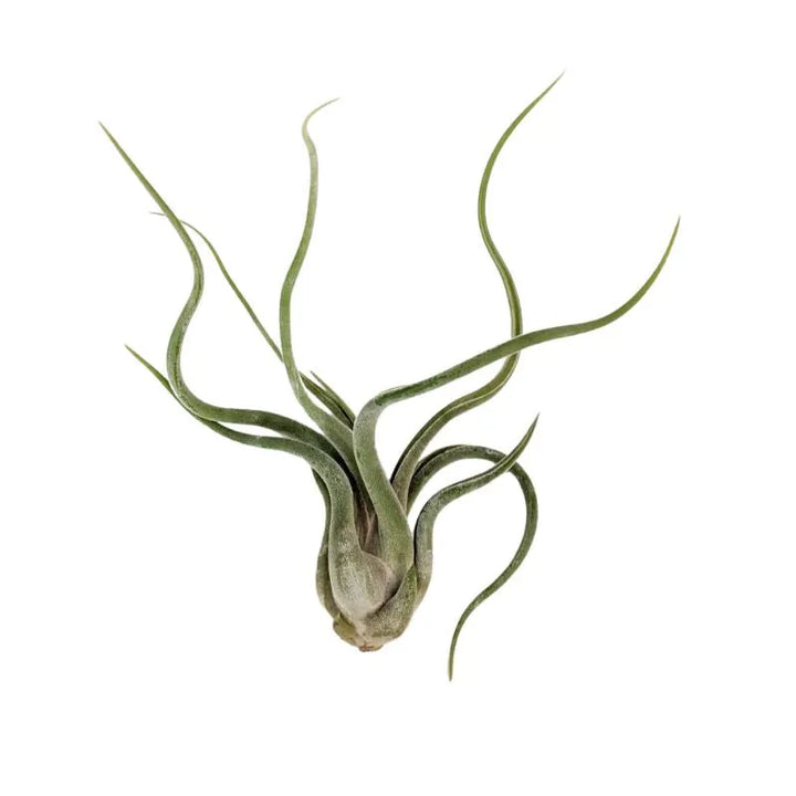 primo piano della Tillandsia caput medusae
