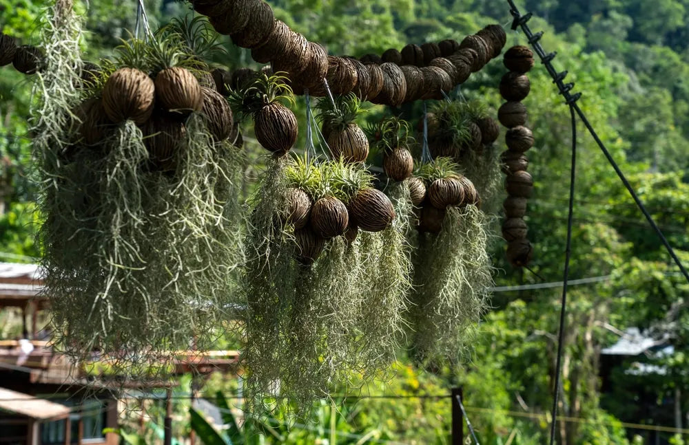 Tillandsia Usneoides (Spanish Moss) 8/10 B L - i Giardini di Giulia  