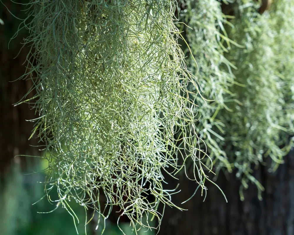 Tillandsia Usneoides (Spanish Moss) 8/10 B L - i Giardini di Giulia  