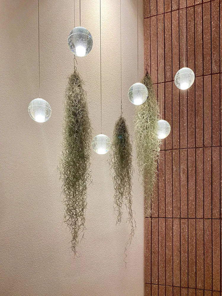 Tillandsia Usneoides (Spanish Moss) 8/10 B L - i Giardini di Giulia  