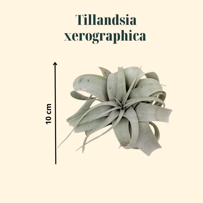 immagine che mostra le dimensioni della Tillandsia xerographica