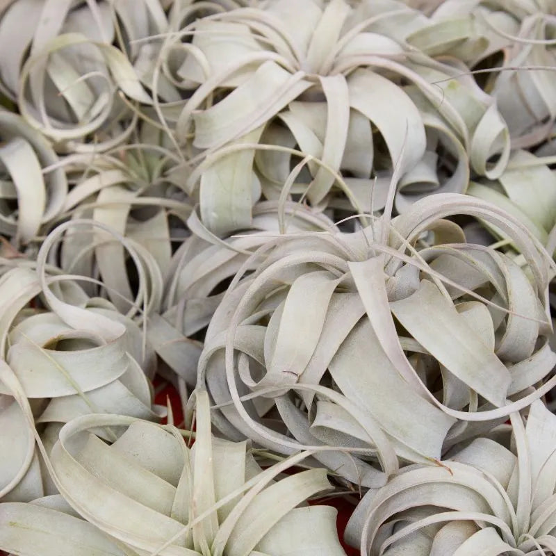 immagine che mostra le  Tillandsia xerographica