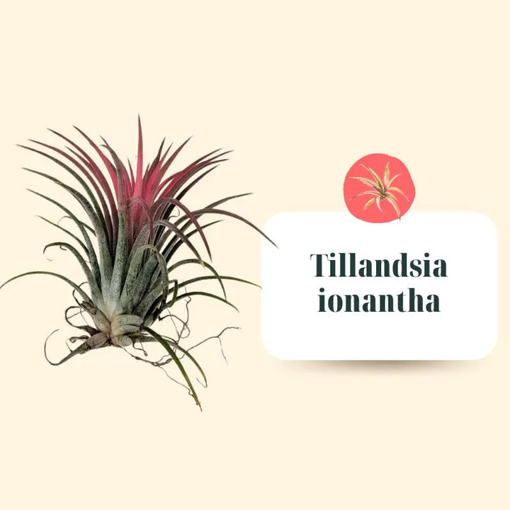 Set Tillandsie Premium – XL