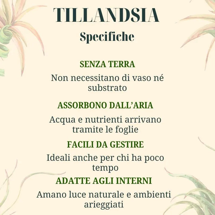 Set Tillandsie Premium – XL