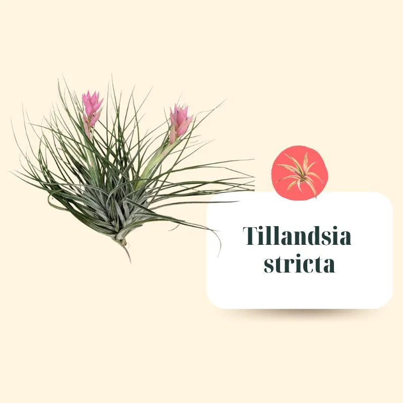 Set Tillandsie Premium – S