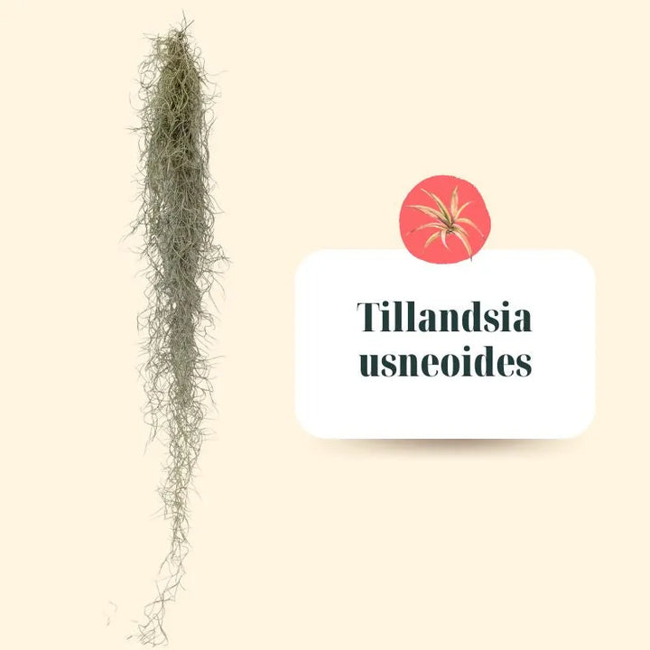 Set Tillandsie Premium – L