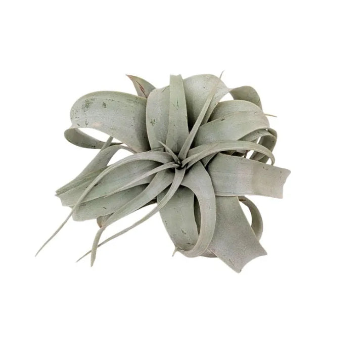 Tillandsia xerographica