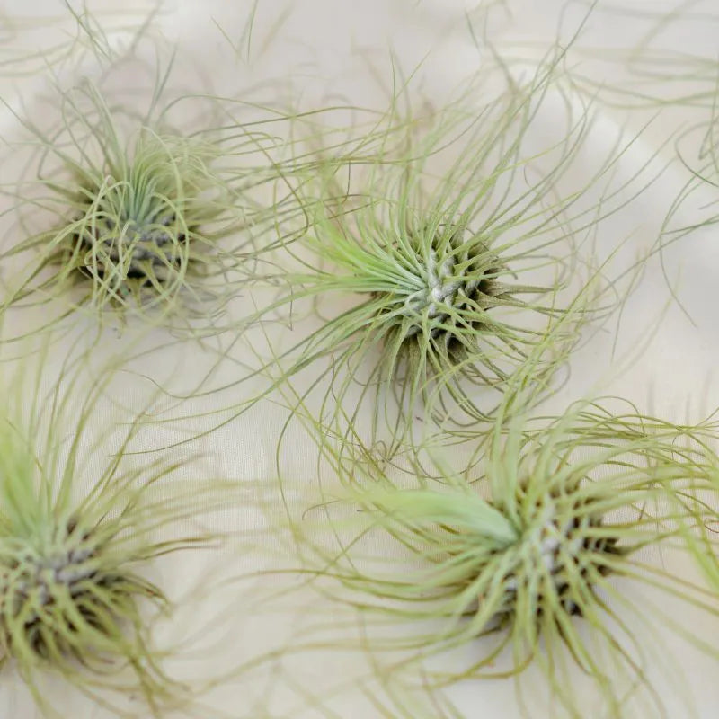 immagine mostra varie Tillandsie messe su un tavolo 