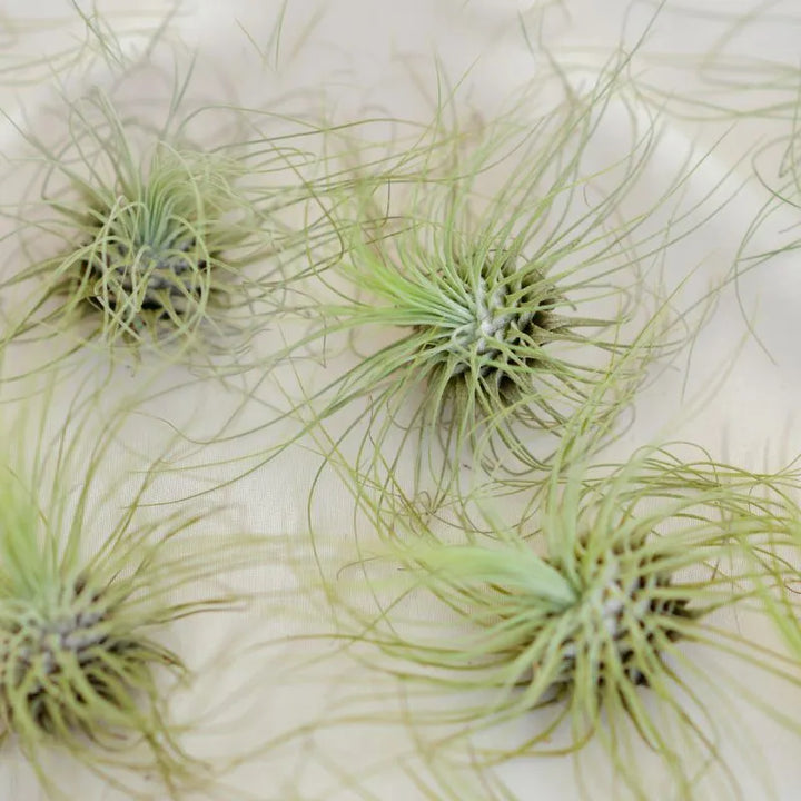 immagine mostra varie Tillandsie messe su un tavolo 