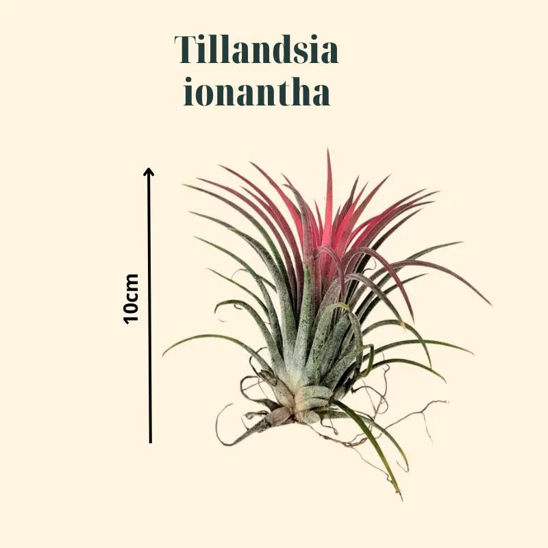 immagine mostra le dimensioni della Tillandsie ionantha