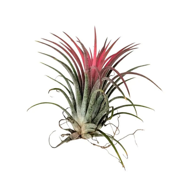 Tillandsia ionantha