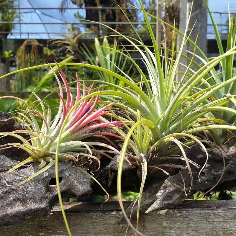 immagine che mostra la Tillandsie ionantha in un ambiente naturale 
