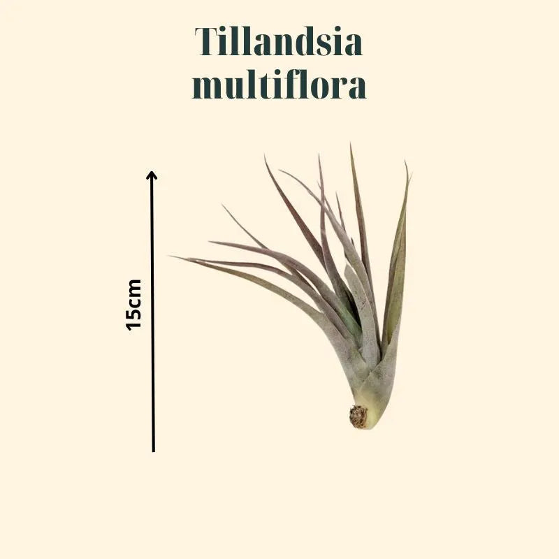 immagine mostra le dimensioni della Tillandsie multiflora