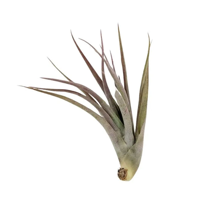 immagine mostra una Tillandsie multiflora