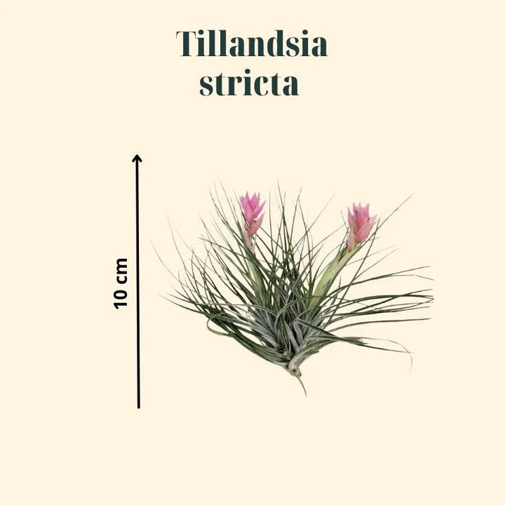 immagine che mostra la dimensione della Tillandsie stricta