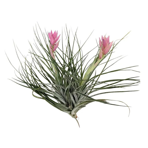 Tillandsia stricta