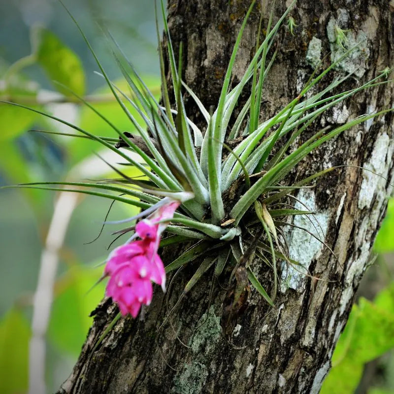 immagine che mostra la Tillandsie stricta Tillandsie strictan un ambiente naturale 
