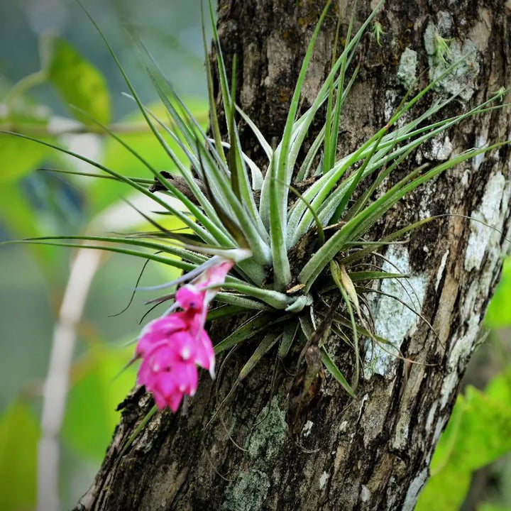 immagine che mostra la Tillandsie stricta Tillandsie strictan un ambiente naturale 