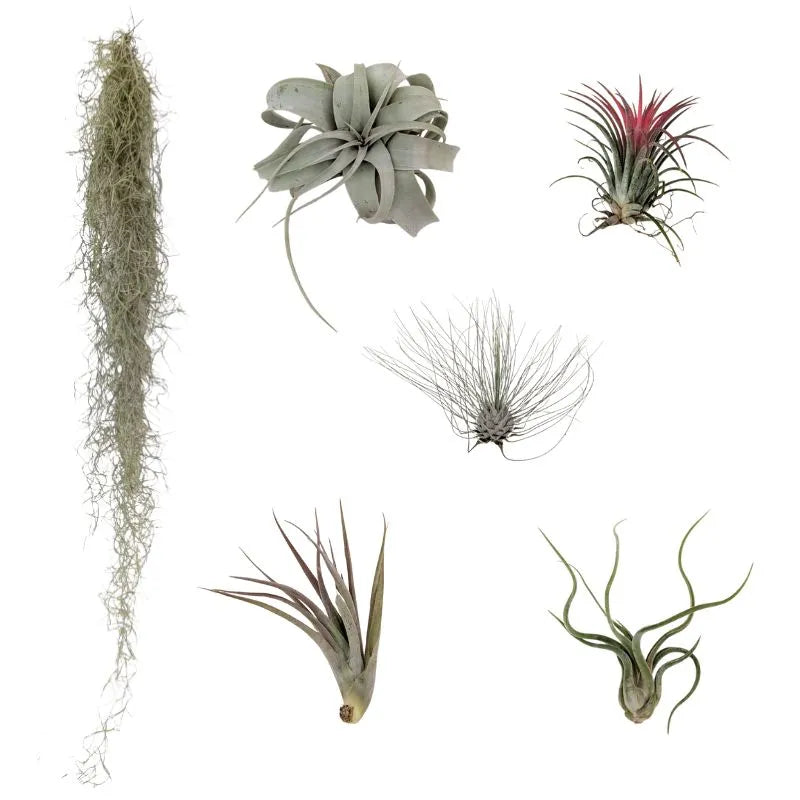 Set Tillandsie Premium – L