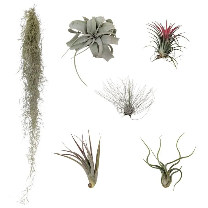 Set Tillandsie Premium – L