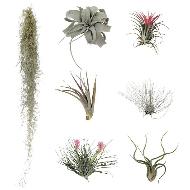 Set Tillandsie Premium – XL