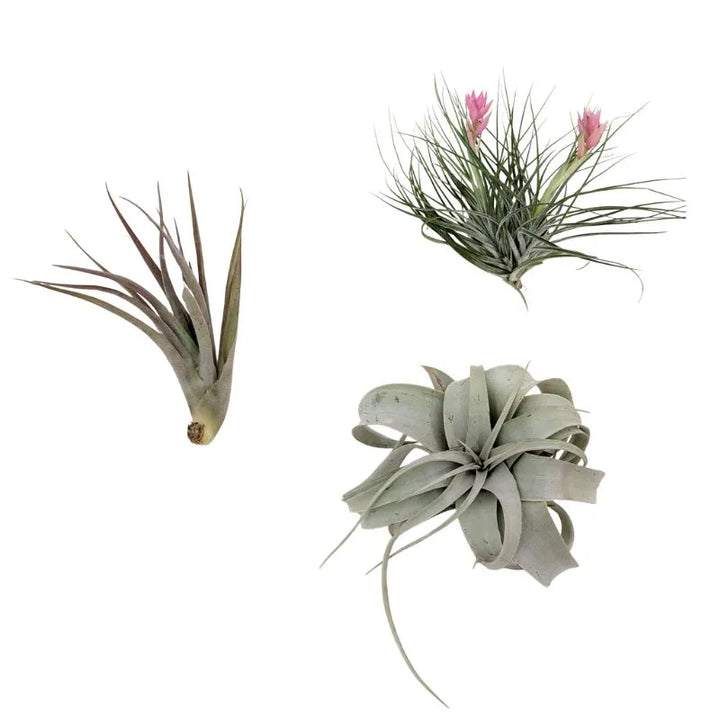 Set Tillandsie Premium – S