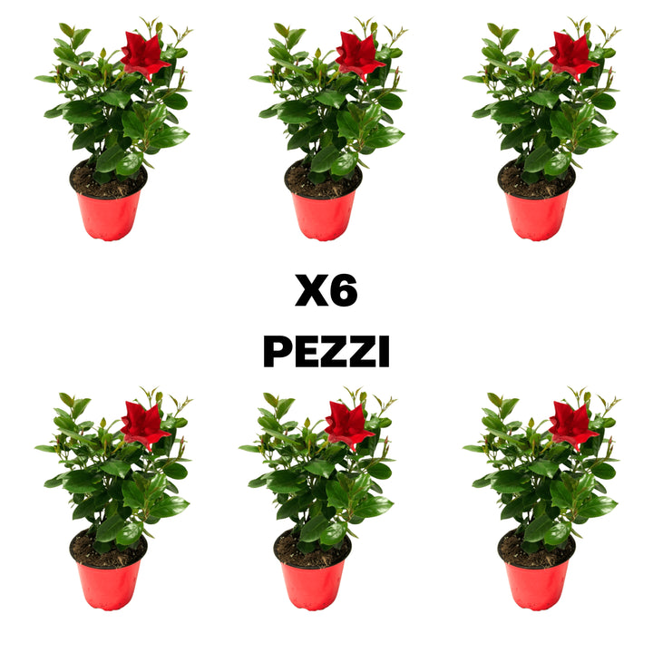 Pianta Dipladenia In Vaso Ø14cm - Fiori Rossi, Rosa O Bianchi, Per Balcone E Giardino, Facile Coltivazione - Foto 6