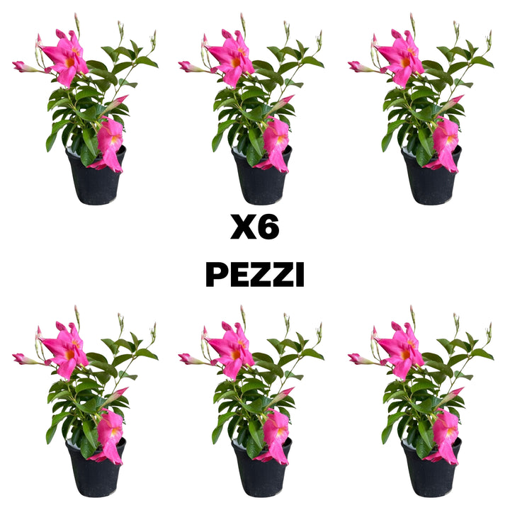 Set piante di Dipladenia D. 14 cm  H. 25 cm - i Giardini di Giulia  