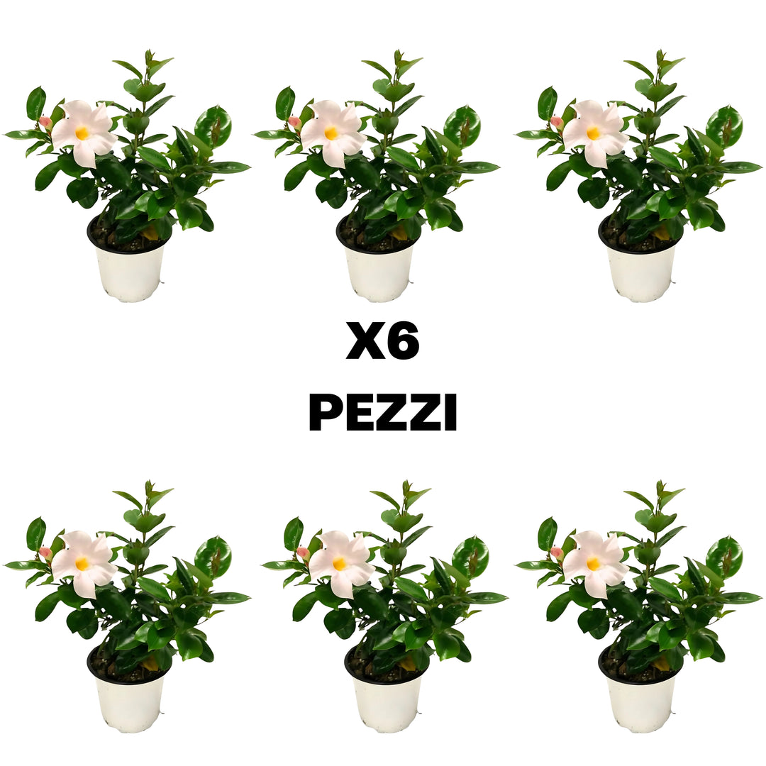 Set piante di Dipladenia D. 14 cm  H. 25 cm - i Giardini di Giulia  
