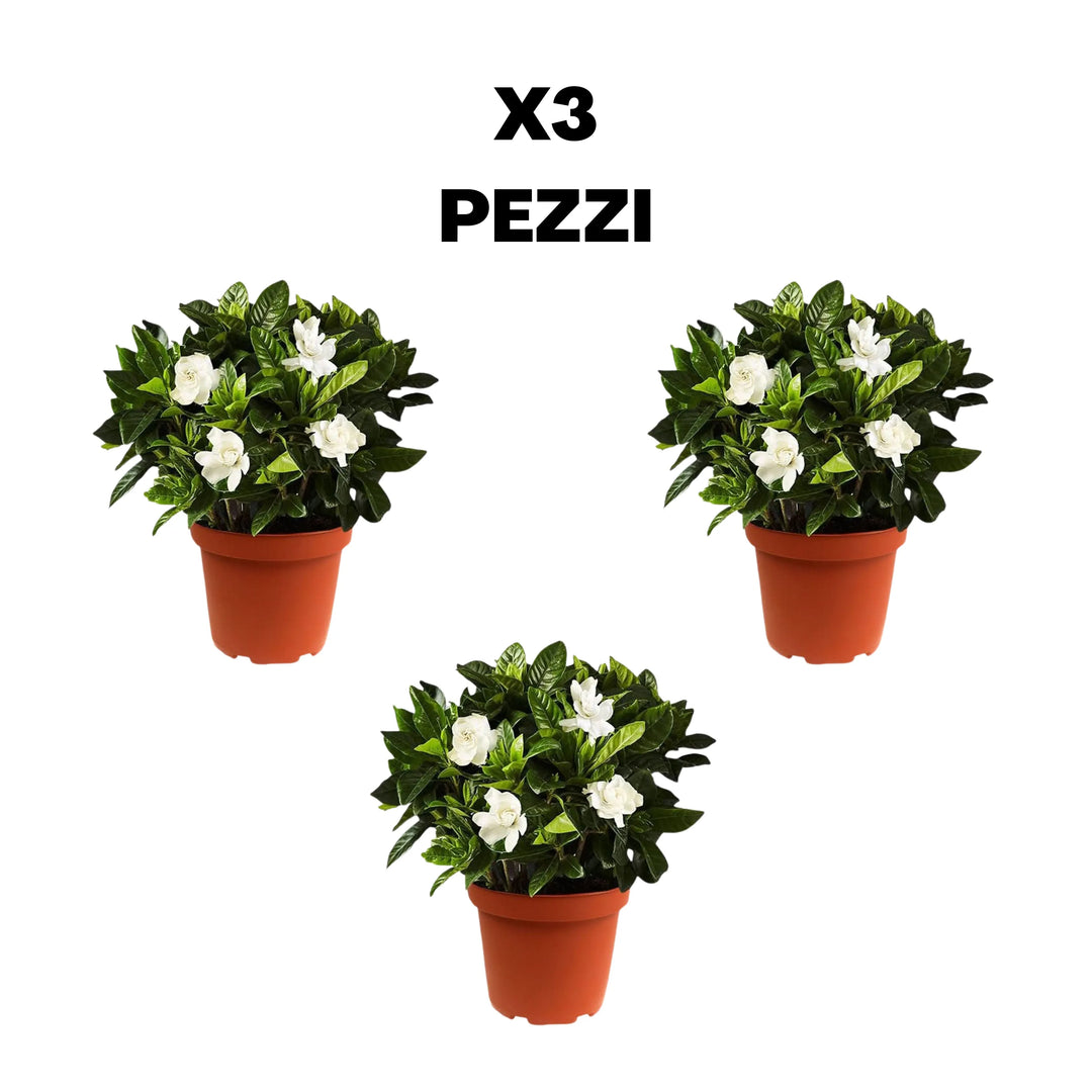Set di 3 Gardenie fiorite D. 14 cm H. 30 cm - i Giardini di Giulia  