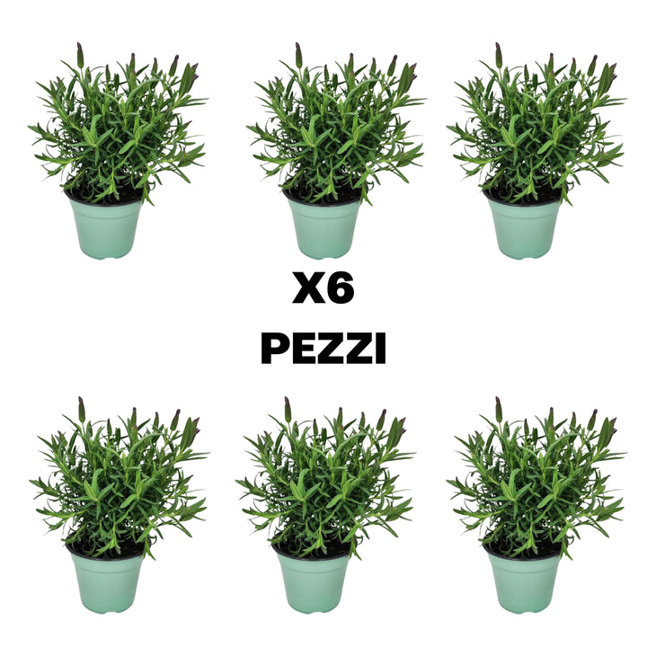 Set piante di Lavanda D. 14 cm H. 30 cm - i Giardini di Giulia  