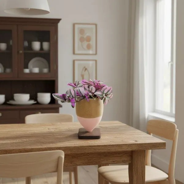 Tradescantia Nanouk in olla di argilla bicolore con basetta in legno, pianta da interno decorativa su tavolo in legno