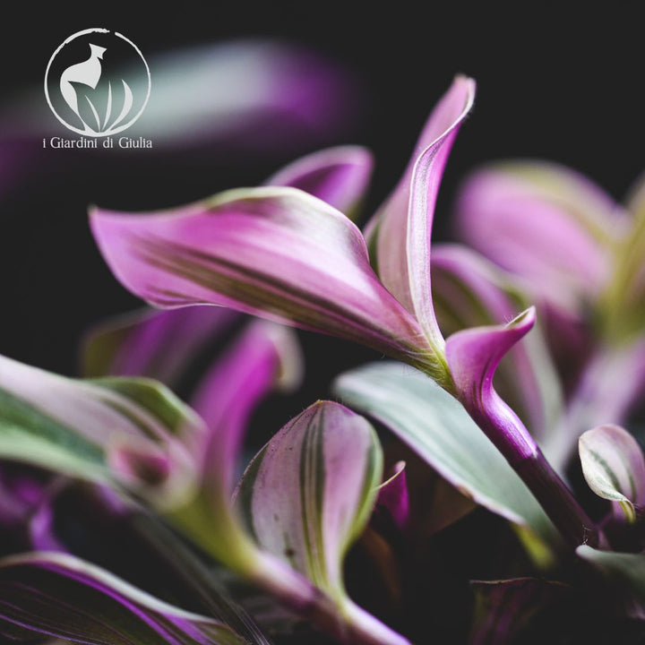 Tradescantia Nanouk in Vaso ceramica Carina - i Giardini di Giulia  