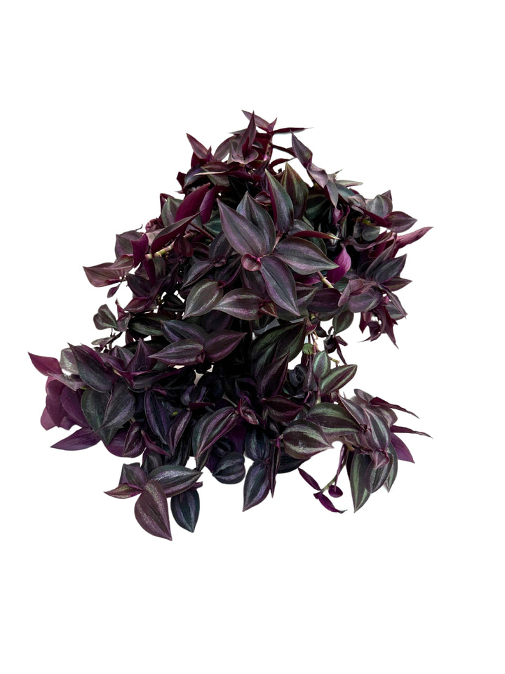 L'immagine mostra un primo piano di una pianta Tradescantia con foglie di colore viola scuro e bordi leggermente sfumati di verde. Le foglie, di forma ovale e leggermente appuntite, si sovrappongono in un ricco e denso insieme. L'aspetto complessivo è folto e rigoglioso, con i rami che sembrano estendersi verso il basso.





