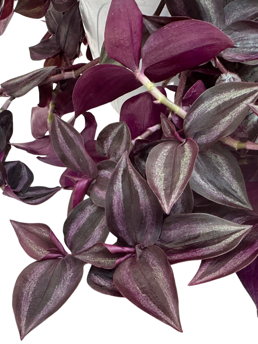 L'immagine mostra un dettaglio ravvicinato delle foglie della pianta Tradescantia, caratterizzate da una tonalità viola profonda con sfumature argentee lungo le nervature centrali. Le foglie sono lisce, lucide e con una forma ovale allungata. La luce riflette delicatamente la trama delle foglie, esaltandone la varietà cromatica e la texture vellutata.





