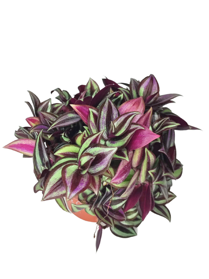 L'immagine mostra una pianta di Tradescantia con foglie dalla colorazione vivida, caratterizzata da sfumature che vanno dal verde brillante al viola intenso. Le foglie sono carnose, appuntite e disposte in modo compatto, con striature contrastanti che ne accentuano la bellezza decorativa.


