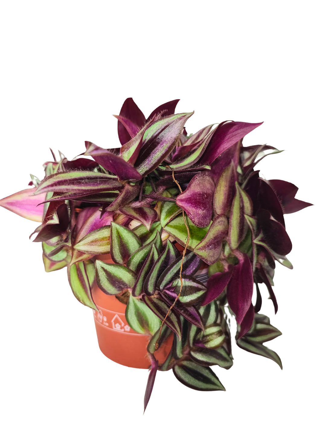 
L'immagine raffigura una pianta di Tradescantia in un vaso di plastica arancione. Le foglie, dai toni intensi di verde, viola e rosso, formano un effetto a cascata che ricade elegantemente oltre il bordo del vaso. La pianta mostra un fitto fogliame dalle striature vivide e contrastanti.