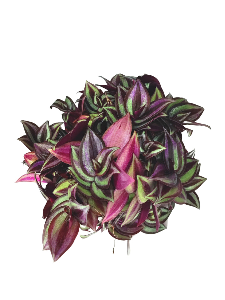 L'immagine mostra una pianta di Tradescantia con foglie dai colori vivaci che vanno dal viola intenso al verde brillante. Le foglie, a forma di lancia, sono caratterizzate da striature luminose e un effetto di sovrapposizione che crea un ricco contrasto cromatico. La pianta ha una forma compatta e rigogliosa.