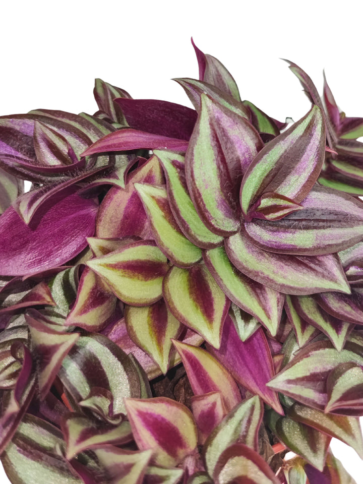 
L'immagine mostra un primo piano delle foglie di una pianta di Tradescantia, caratterizzate da tonalità intense di viola e verde. Le foglie hanno una consistenza cerosa e sono attraversate da striature di colori contrastanti che ne evidenziano la struttura dettagliata e compatta.