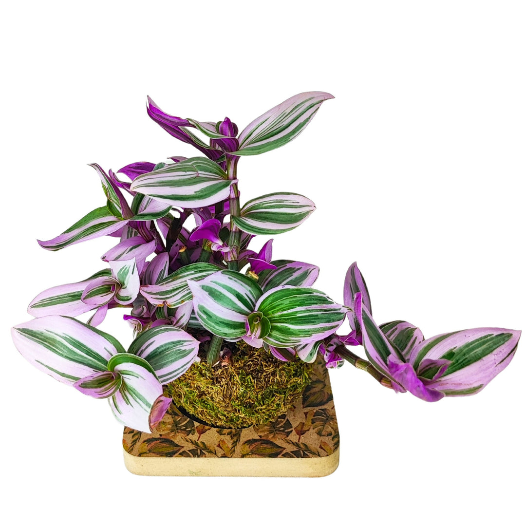 
L'immagine mostra una pianta di Tradescantia, con foglie verdi striate di bianco e sfumature viola, posizionata su una base quadrata decorata. La pianta è caratterizzata da un portamento ricadente, con foglie carnose e vibranti che si estendono in varie direzioni.