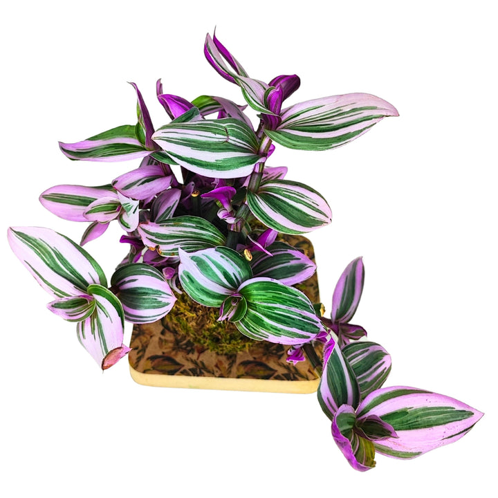 L'immagine mostra una pianta di Tradescantia con foglie variegate di verde, bianco e viola. Le foglie hanno una forma allungata e sono disposte in modo fitto. La pianta si trova su una base quadrata decorata e ha un aspetto rigoglioso, con ramificazioni che si estendono verso l'esterno.