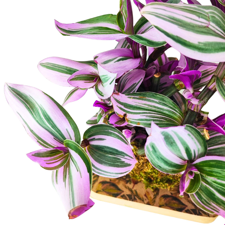 L'immagine mostra un dettaglio ravvicinato delle foglie della pianta di Tradescantia, evidenziando le sue striature variegate di verde chiaro e scuro con bordi rosa-violacei. Le foglie appaiono carnose e allungate, con una texture lucida e una disposizione compatta.





