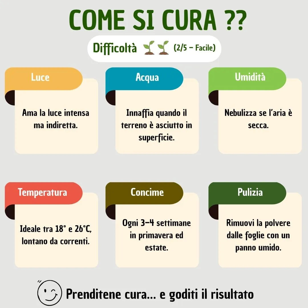 Infografica che mostra come prendersi cura della pianta 