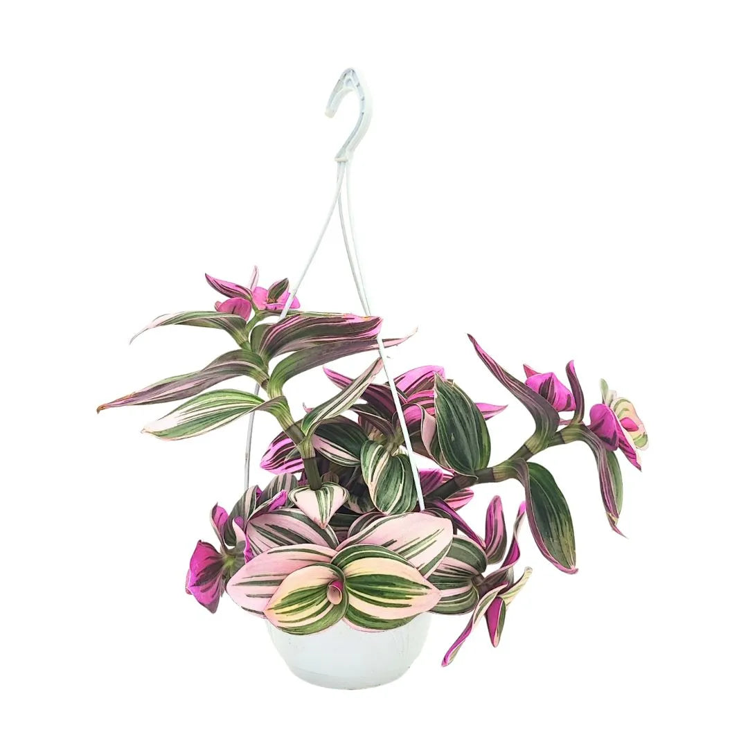 Pianta di  Tradescantia nanouk posta in un vaso bianco con un gancio 
